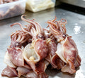 Fresh whole squid with curled tentacles